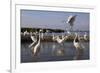 Flock of Great Egret (Ardea Alba) at Water, Pusztaszer, Hungary, May 2008-Varesvuo-Framed Photographic Print