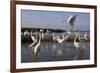 Flock of Great Egret (Ardea Alba) at Water, Pusztaszer, Hungary, May 2008-Varesvuo-Framed Photographic Print