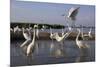 Flock of Great Egret (Ardea Alba) at Water, Pusztaszer, Hungary, May 2008-Varesvuo-Mounted Photographic Print