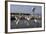 Flock of Great Egret (Ardea Alba) at Water, Pusztaszer, Hungary, May 2008-Varesvuo-Framed Photographic Print