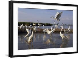 Flock of Great Egret (Ardea Alba) at Water, Pusztaszer, Hungary, May 2008-Varesvuo-Framed Photographic Print