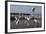 Flock of Great Egret (Ardea Alba) at Water, Pusztaszer, Hungary, May 2008-Varesvuo-Framed Photographic Print