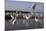 Flock of Great Egret (Ardea Alba) at Water, Pusztaszer, Hungary, May 2008-Varesvuo-Mounted Photographic Print