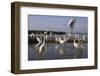 Flock of Great Egret (Ardea Alba) at Water, Pusztaszer, Hungary, May 2008-Varesvuo-Framed Photographic Print