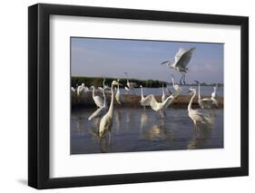 Flock of Great Egret (Ardea Alba) at Water, Pusztaszer, Hungary, May 2008-Varesvuo-Framed Photographic Print