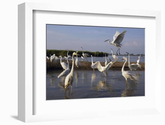 Flock of Great Egret (Ardea Alba) at Water, Pusztaszer, Hungary, May 2008-Varesvuo-Framed Photographic Print