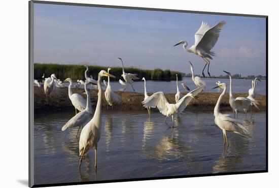 Flock of Great Egret (Ardea Alba) at Water, Pusztaszer, Hungary, May 2008-Varesvuo-Mounted Photographic Print