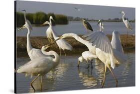 Flock of Great Egret (Ardea Alba) at Water, Pusztaszer, Hungary, May 2008-Varesvuo-Stretched Canvas