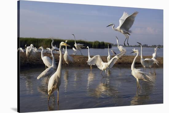 Flock of Great Egret (Ardea Alba) at Water, Pusztaszer, Hungary, May 2008-Varesvuo-Stretched Canvas