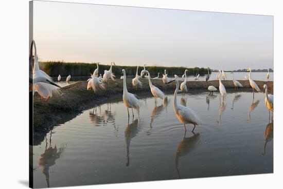 Flock of Great Egret (Ardea Alba) at Water, Pusztaszer, Hungary, May 2008-Varesvuo-Stretched Canvas