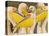 Flock of Great White Pelicans, Lake Nakuru, Kenya-null-Stretched Canvas