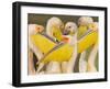 Flock of Great White Pelicans, Lake Nakuru, Kenya-null-Framed Photographic Print