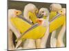 Flock of Great White Pelicans, Lake Nakuru, Kenya-null-Mounted Photographic Print