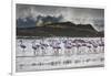 Flock Of Greater Flamingos (Phoenico Ruber), Diaz Point, Luderitz, South Atlantic Ocean, Namibia-Karine Aigner-Framed Photographic Print