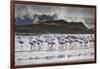 Flock Of Greater Flamingos (Phoenico Ruber), Diaz Point, Luderitz, South Atlantic Ocean, Namibia-Karine Aigner-Framed Photographic Print