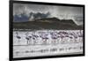 Flock Of Greater Flamingos (Phoenico Ruber), Diaz Point, Luderitz, South Atlantic Ocean, Namibia-Karine Aigner-Framed Photographic Print