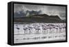 Flock Of Greater Flamingos (Phoenico Ruber), Diaz Point, Luderitz, South Atlantic Ocean, Namibia-Karine Aigner-Framed Stretched Canvas