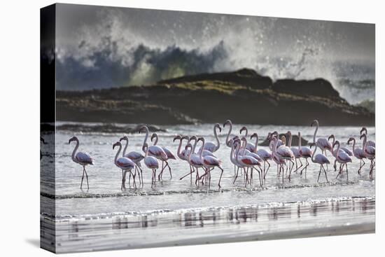 Flock Of Greater Flamingos (Phoenico Ruber), Diaz Point, Luderitz, South Atlantic Ocean, Namibia-Karine Aigner-Stretched Canvas