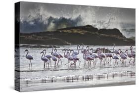 Flock Of Greater Flamingos (Phoenico Ruber), Diaz Point, Luderitz, South Atlantic Ocean, Namibia-Karine Aigner-Stretched Canvas