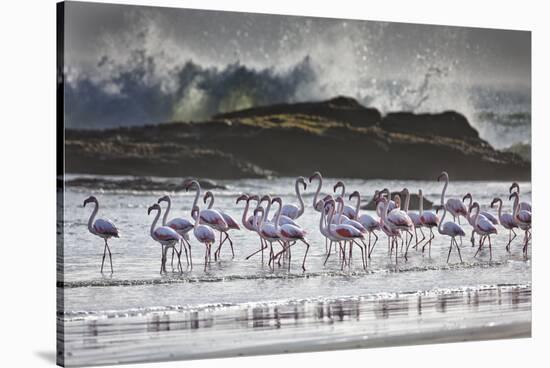 Flock Of Greater Flamingos (Phoenico Ruber), Diaz Point, Luderitz, South Atlantic Ocean, Namibia-Karine Aigner-Stretched Canvas