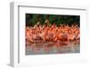 Flock of Greater Flamingos-zixian-Framed Photographic Print