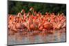 Flock of Greater Flamingos-zixian-Mounted Photographic Print