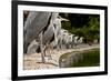 Flock of Grey Herons (Ardea Cinerea) Standing in a Line at Pond Edge, Regents Park, London, UK, May-Bertie Gregory-Framed Photographic Print