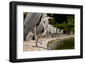 Flock of Grey Herons (Ardea Cinerea) Standing in a Line at Pond Edge, Regents Park, London, UK, May-Bertie Gregory-Framed Photographic Print