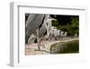 Flock of Grey Herons (Ardea Cinerea) Standing in a Line at Pond Edge, Regents Park, London, UK, May-Bertie Gregory-Framed Photographic Print