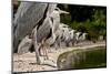 Flock of Grey Herons (Ardea Cinerea) Standing in a Line at Pond Edge, Regents Park, London, UK, May-Bertie Gregory-Mounted Photographic Print