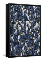 Flock of King Penguins-DLILLC-Framed Stretched Canvas