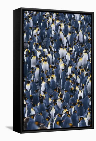 Flock of King Penguins-DLILLC-Framed Stretched Canvas