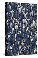 Flock of King Penguins-DLILLC-Stretched Canvas