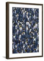 Flock of King Penguins-DLILLC-Framed Photographic Print