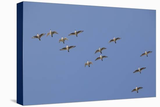 Flock of Knot (Calidris Canuta) in Flight. the Wash Estuary, Norfolk, October-Peter Cairns-Stretched Canvas