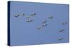 Flock of Knot (Calidris Canuta) in Flight. the Wash Estuary, Norfolk, October-Peter Cairns-Stretched Canvas