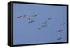 Flock of Knot (Calidris Canuta) in Flight. the Wash Estuary, Norfolk, October-Peter Cairns-Framed Stretched Canvas