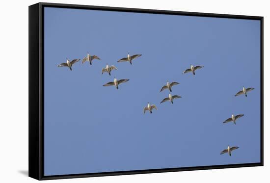 Flock of Knot (Calidris Canuta) in Flight. the Wash Estuary, Norfolk, October-Peter Cairns-Framed Stretched Canvas