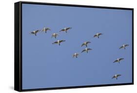 Flock of Knot (Calidris Canuta) in Flight. the Wash Estuary, Norfolk, October-Peter Cairns-Framed Stretched Canvas