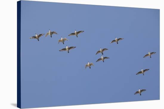 Flock of Knot (Calidris Canuta) in Flight. the Wash Estuary, Norfolk, October-Peter Cairns-Stretched Canvas