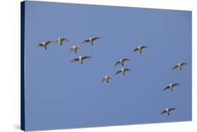 Flock of Knot (Calidris Canuta) in Flight. the Wash Estuary, Norfolk, October-Peter Cairns-Stretched Canvas