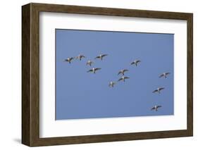 Flock of Knot (Calidris Canuta) in Flight. the Wash Estuary, Norfolk, October-Peter Cairns-Framed Photographic Print