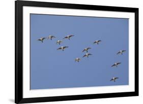Flock of Knot (Calidris Canuta) in Flight. the Wash Estuary, Norfolk, October-Peter Cairns-Framed Photographic Print