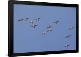 Flock of Knot (Calidris Canuta) in Flight. the Wash Estuary, Norfolk, October-Peter Cairns-Framed Photographic Print