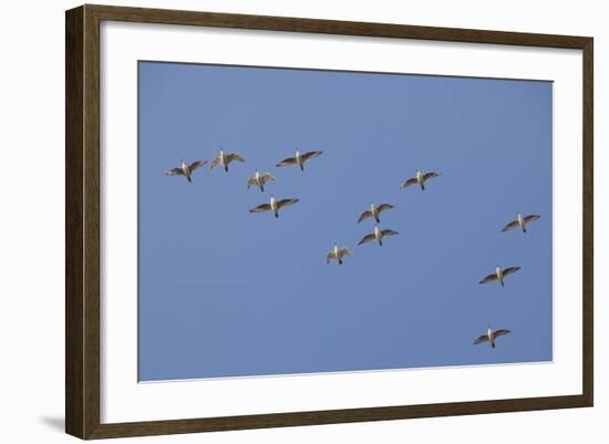 Flock of Knot (Calidris Canuta) in Flight. the Wash Estuary, Norfolk, October-Peter Cairns-Framed Photographic Print