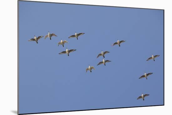 Flock of Knot (Calidris Canuta) in Flight. the Wash Estuary, Norfolk, October-Peter Cairns-Mounted Photographic Print