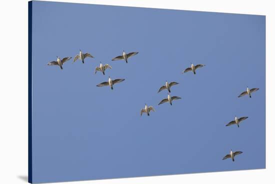 Flock of Knot (Calidris Canuta) in Flight. the Wash Estuary, Norfolk, October-Peter Cairns-Stretched Canvas