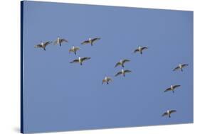 Flock of Knot (Calidris Canuta) in Flight. the Wash Estuary, Norfolk, October-Peter Cairns-Stretched Canvas