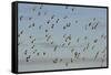 Flock of Lapwing (Vanellus Vanellus) in Flight, Turning Together in Evening Light, Norfolk, UK-Andrew Parkinson-Framed Stretched Canvas