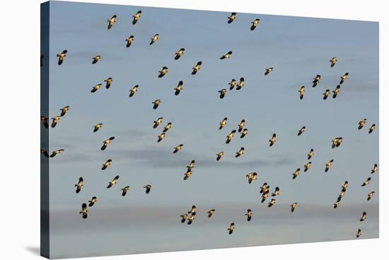 Flock of Lapwing (Vanellus Vanellus) in Flight, Turning Together in Evening Light, Norfolk, UK-Andrew Parkinson-Stretched Canvas